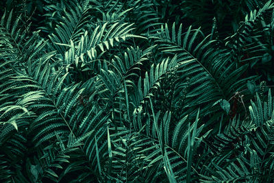 Full frame shot of palm trees