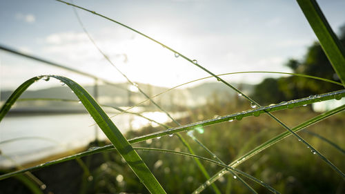 Close-up of wet grass on field during rainy season