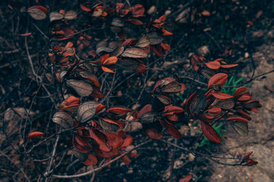 Close-up of dry leaves on field during autumn