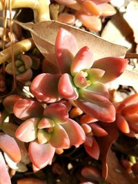 Close-up of flowers