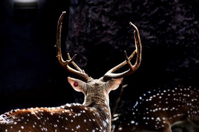 Close-up of deer