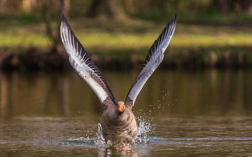 Bird flying over lake