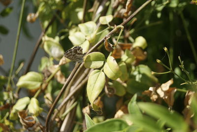 Close-up of butterfly on plant