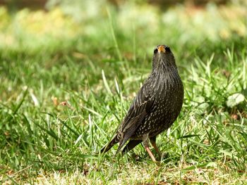 Close-up of a bird on grass