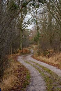 Road passing through forest
