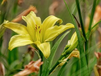 Close-up of yellow flowering plant