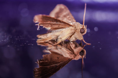 Close-up of butterfly on flower