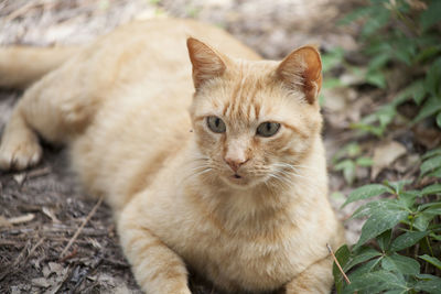 Yellow tabby cat resting comfortably on the ground outdoors