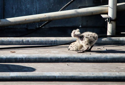 Monkey sitting on wood