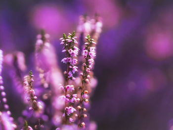 Close-up of purple flowering plant