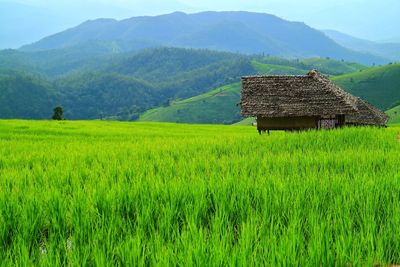 Scenic view of agricultural field