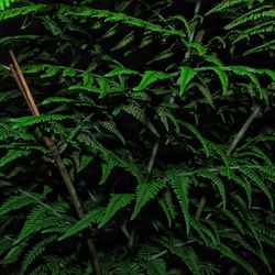 Close-up of fern leaves against black background