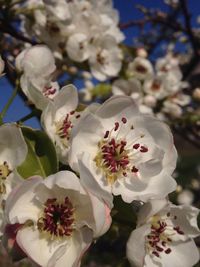 Close-up of white flowers blooming in park