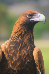 Close-up of eagle looking away