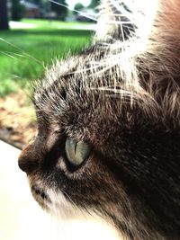 Close-up of cat