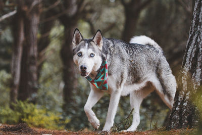 Dog walks in wild nature on a sunny day over green pastures with brown, green and yellow background