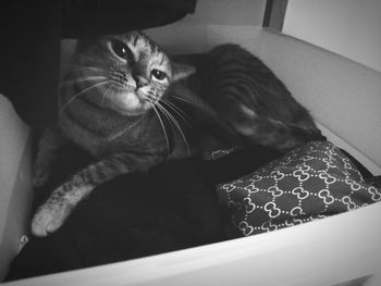 Close-up of cat relaxing on bed at home