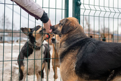 Homeless dog in a cage at a shelter. homeless dog behind the bars looks with huge sad eyes