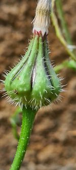 Close-up of succulent plant