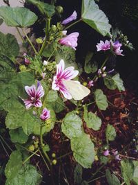 Close-up of flowers blooming outdoors