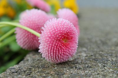 Close-up of pink flower