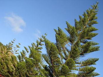 Low angle view of trees against blue sky