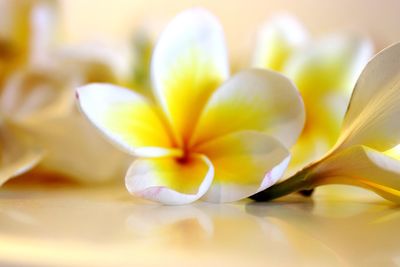 Close-up of frangipani