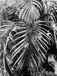 High angle view of palm trees on field