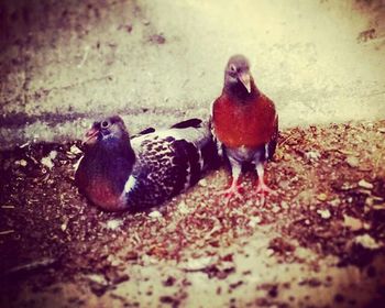 Close-up of birds