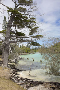 Scenic view of lake in forest against sky