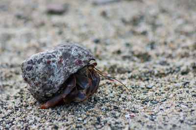 Close-up of crab on beach