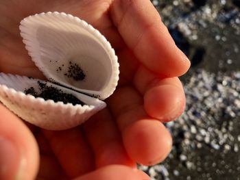 Close-up of hand holding seashell on beach