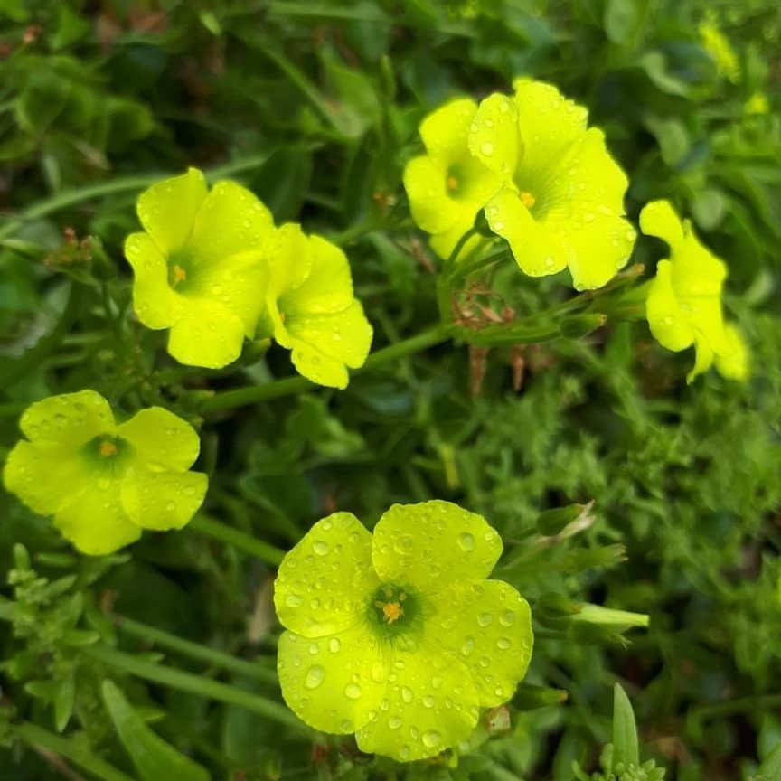 plant, growth, green color, flower, beauty in nature, flowering plant, freshness, close-up, vulnerability, fragility, drop, wet, no people, water, flower head, nature, yellow, inflorescence, focus on foreground, outdoors, springtime, rain, raindrop, dew