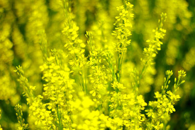 Close-up of flowers growing in field