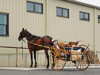 Horse carriage parked by building