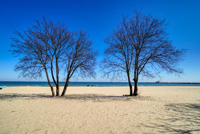 Bare tree on sand against clear blue sky