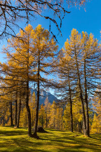 Trees on field against sky during autumn