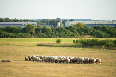 Flock of sheep in the pasture in front of a local airport. focus on sheep.