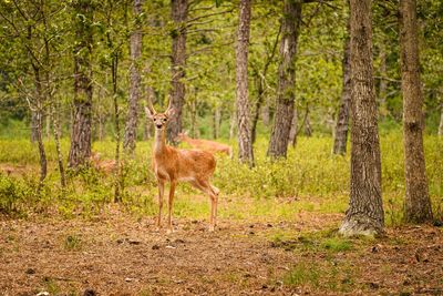 Deer in a forest in summer