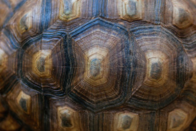 Full frame shot of a turtle