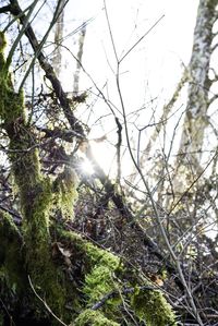 Low angle view of sunlight streaming through tree