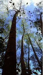 Trees against sky