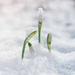 Close-up of snow on land