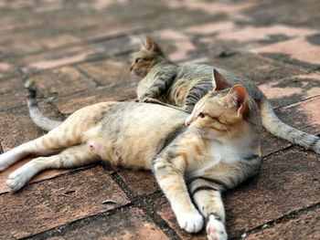 High angle view of cats sleeping