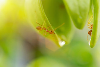 Close-up of ant on leaf