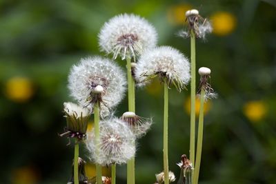 Close-up of dandelion flower