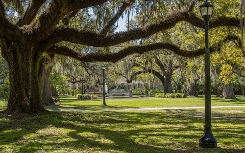 Full frame view of large oak trees spreading enormous branches over a grassy park area