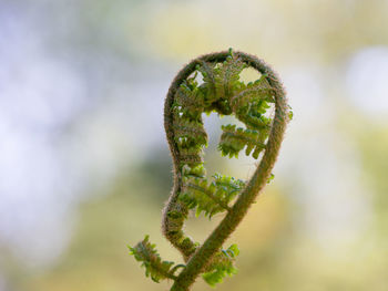 Close-up of fern plant