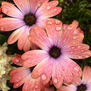 Close-up of flowers blooming outdoors