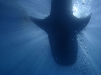 Underwater view of whale shark
